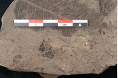 Foto (Detailansicht) von Quercus pseudolonchitis Ettingshausen (NHMW-GEO-2024-0188-7977)